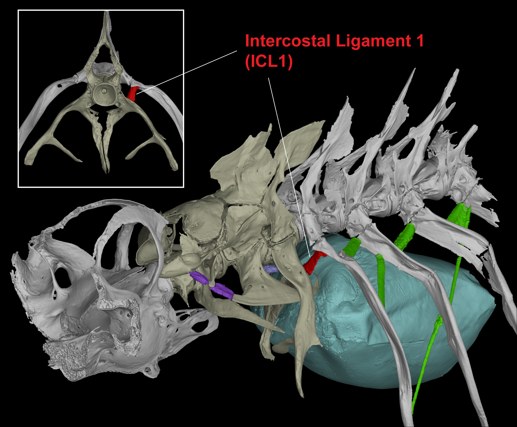 Hidden in plain sight: does the first intercostal ligament help to stabilize the Weberian apparatus?